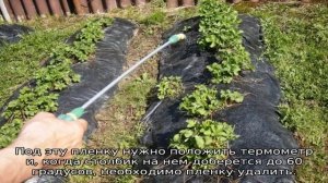 У клубники скручиваются листья, что делать