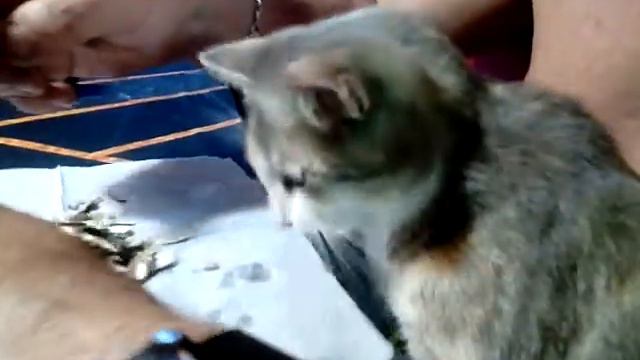 Кошка ворует семечки смотреть онлайн