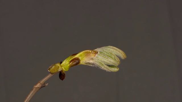 Легенда о каштане смотреть онлайн