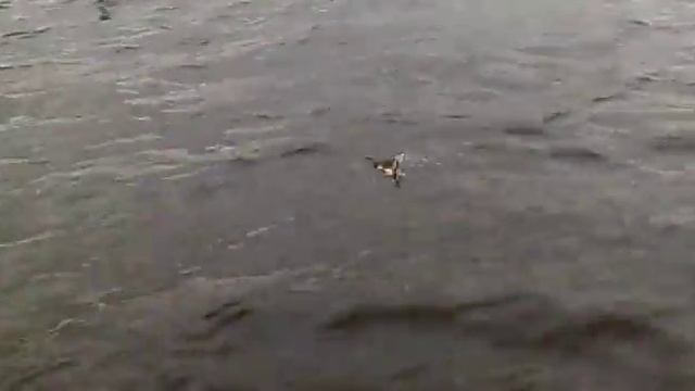 Рыбалка на щуку в Волге смотреть онлайн