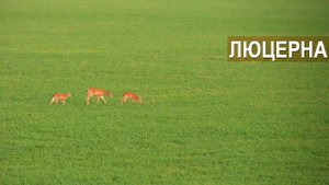 ООО Природа. Корма для оленей. Выращивание кормов