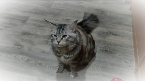 Наша любимица - Алиса