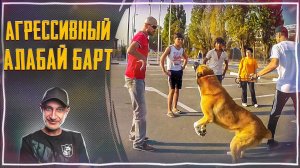 Агрессивный Алабай Барт