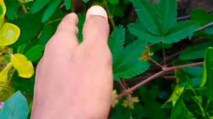 লজ্জাবতী /Lojjaboti /Mimosa pudica / Shameplant/Sensitive plant