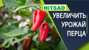 Нужно ли удалять макушку и листья на перце