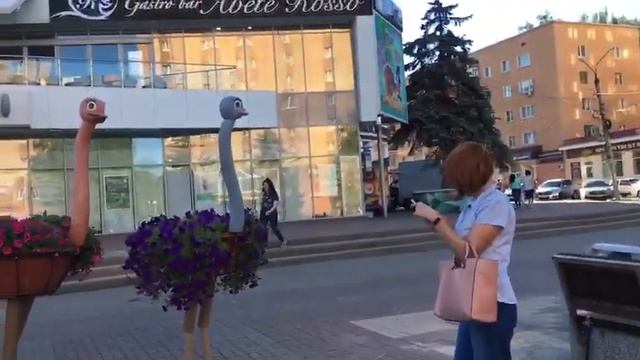 ОРИГИНАЛЬНЫЕ КЛУМБЫ-СТРАУСЫ В ЦЕНТРЕ КУРСКА.