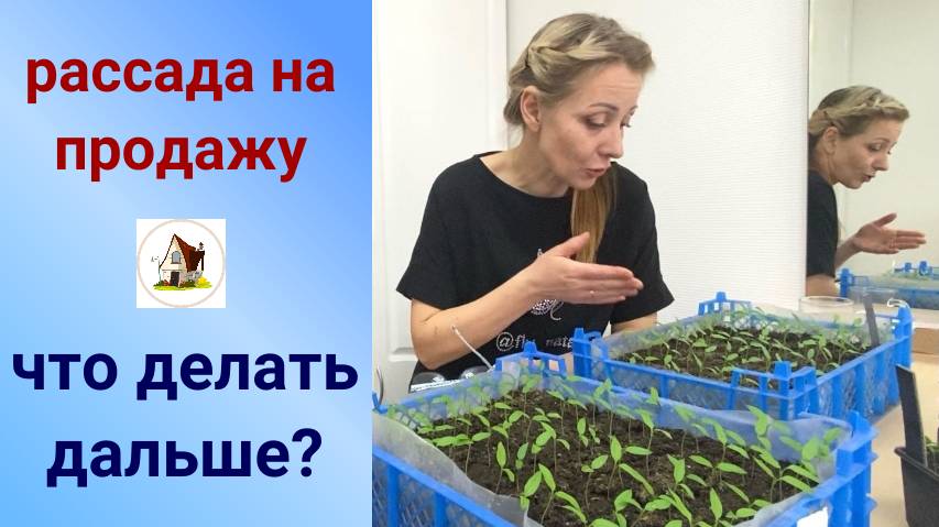 4. Рассада на продажу. Замена на резерв.