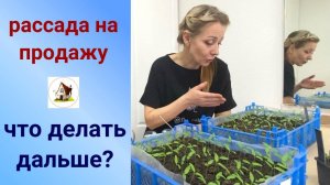 4. Рассада на продажу. Замена на резерв.