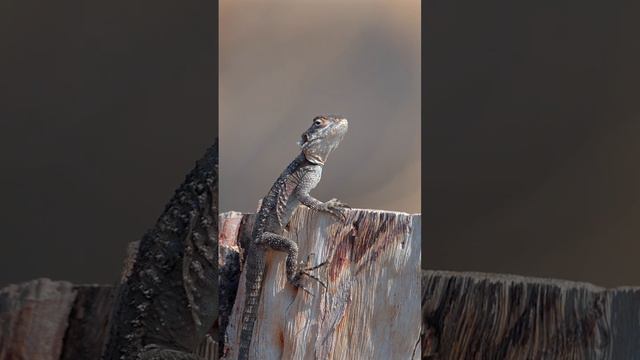 ЯЩЕРИЦА - СТЕЛЛИОН смотреть онлайн