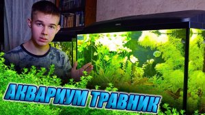 Самый простой аквариум травник без со2 и удо