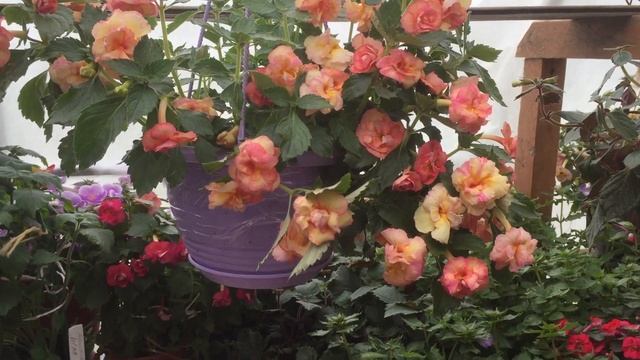 АХИМЕНЕС. Gizelle смотреть онлайн