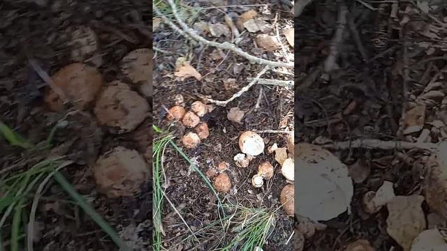 Рядовка тополевая,один из любимых грибов.#грибы#омскаяобласть смотреть онлайн