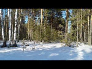 Spring forest, spring begins in the forest, clear blue sky, snow melts, the beginning of spring