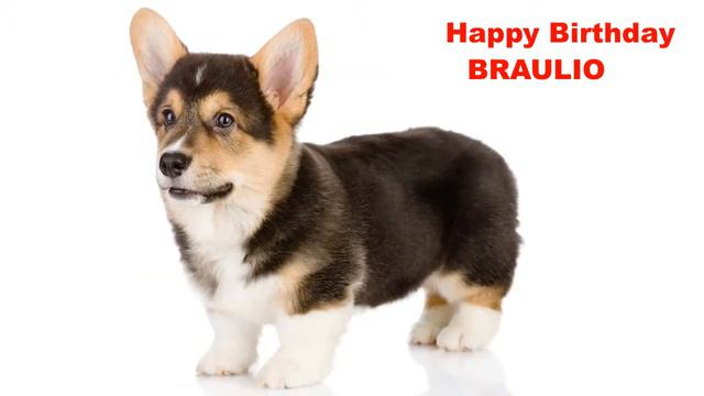Braulio   Dogs Perros - Happy Birthday