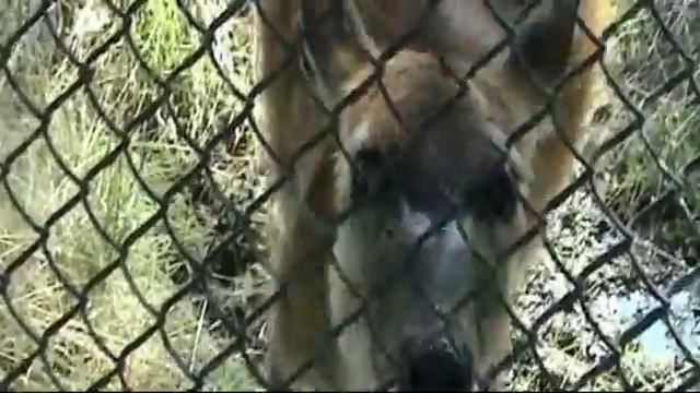 " Аскания - Нова". Секция копытных животных. 3 часть. смотреть онлайн