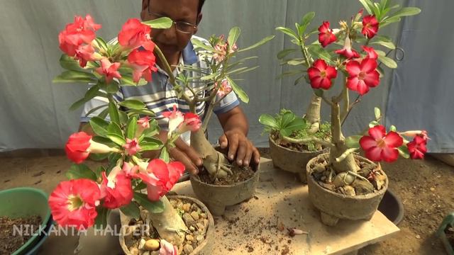 Adenium (Desert rose) plant total care (With English Subtitle) смотреть онлайн