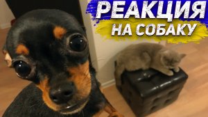 Собака в доме! Реакция кошек