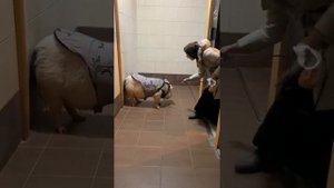Жительница многоквартирного дома держит дома свинью.