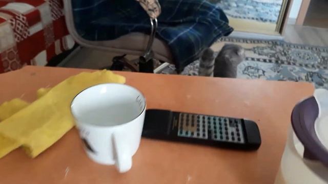 КОШКА ХОЧЕТ КОТА как успокоить / Чем помочь кошке в течке / КОШКА ЗАГУЛЯЛА / КОШКИН ДОМ смотреть онлайн