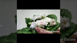 ЛЕ Выпускница,ЛЕ Злато Скифов,ЛЕ Золотая Лилия,ЛЕ Лунная Мелодия,ЛЕ Мелодия Дождя