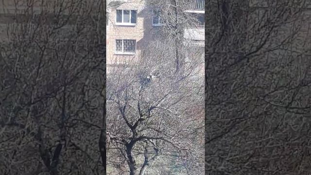 Строительство гнезда сороки. Ч.2 смотреть онлайн