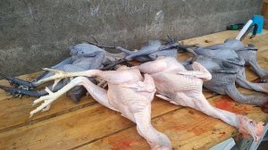 Продажа мяса китайских черных петушков Ухей-Илюй/Meat of Black Cock for sale