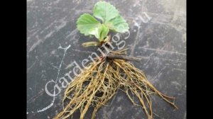 ?Посадка клубники на агроволокно или агроспан