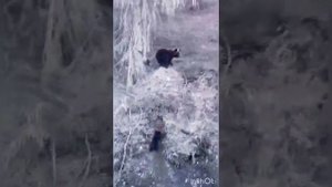 Медведица спасает медвежонка. Мирнинский район, Якутия.