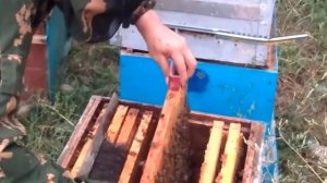 Сборка гнёзд в зиму