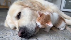 Котёнок вылизывает собачку