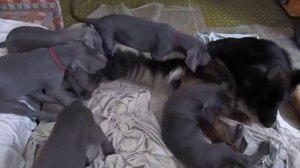 Доги против овчарки. Продаются немецкий доги