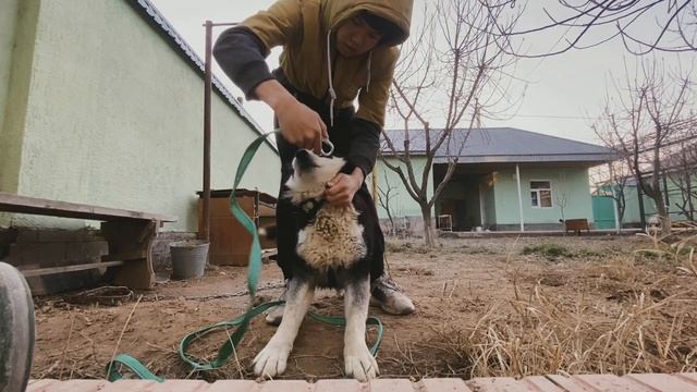 Итке Қарғыбау (Поводок) қалай жасайды? | Как сделать поводок для собаки? смотреть онлайн
