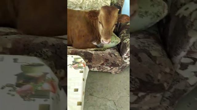 Гуляет бычок 🐂 по полной