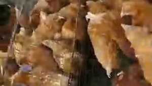 Цыплята бройлеры  Лучшие породы