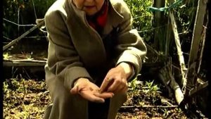 Лилии: как сохранить луковицы?