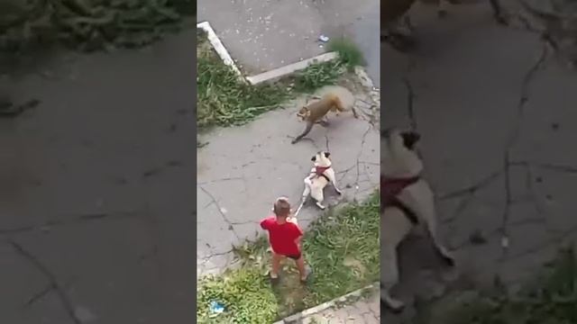 По улицам в Магнитогорске бегает обезьяна, которая кусает прохожих.