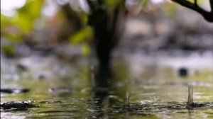 1класс 2021г  музыка 3 урок Всё в движении