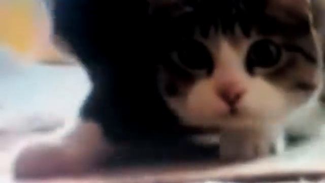 Кот танцует. смотреть онлайн