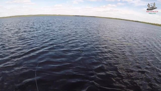Ловля щуки в конце августа на колебалки