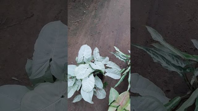 294 # Different varieties of SYNGONIUM PLANT and its care