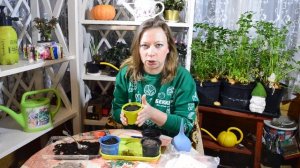 Когда сеять томаты? Как прорастить семена томатов ? Выращивание рассады, замачивания, посев и уход