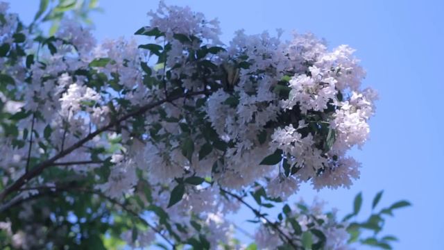 Миллионер уже попрощался с угасающей дочерью и вышел из больницы. Но услышав от гадалки предсказани смотреть онлайн