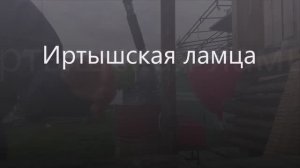 Иртышская ламца_5