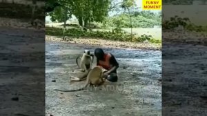 Забавные животные Топ-50 вирусных видео Часть-4, Смешные собаки, Кошки, Домашние животные И вирусные
