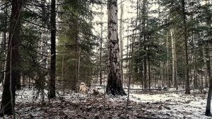 Натаска лайки по кунице в лесу // Имитация максимально реальных условий