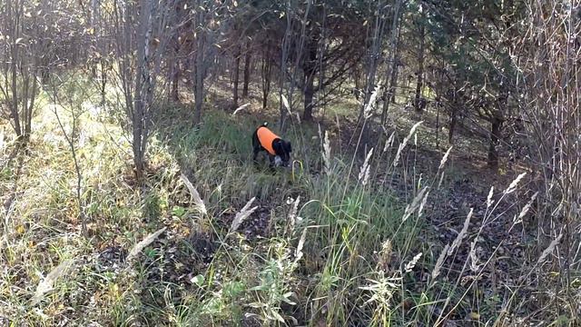 Woodcock Hunting 2020.