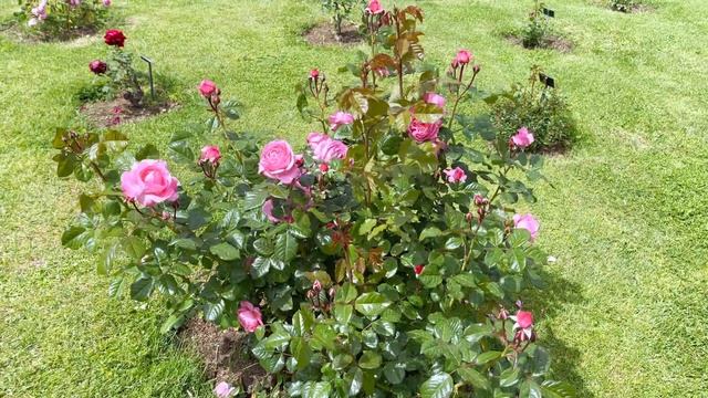Kölner Flora / Flora Colonia - Kordes Rose