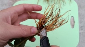 Скрытая проблема! фитофтороз клубники, наглядно !!!!