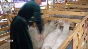 Российская выставка племенных овец и коз пройдет в Дагестане