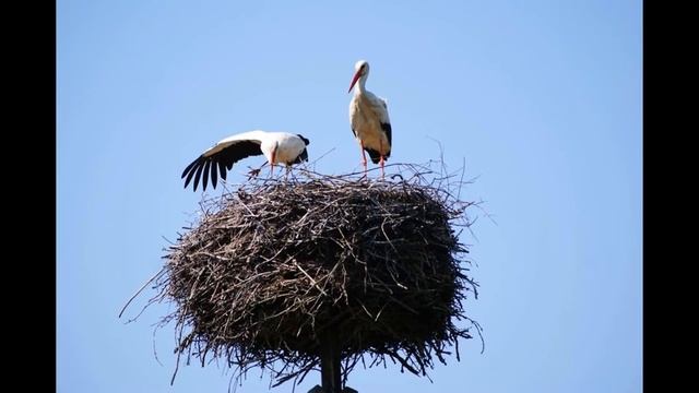 Природа Польши, так же имеет свои отличительные черты!